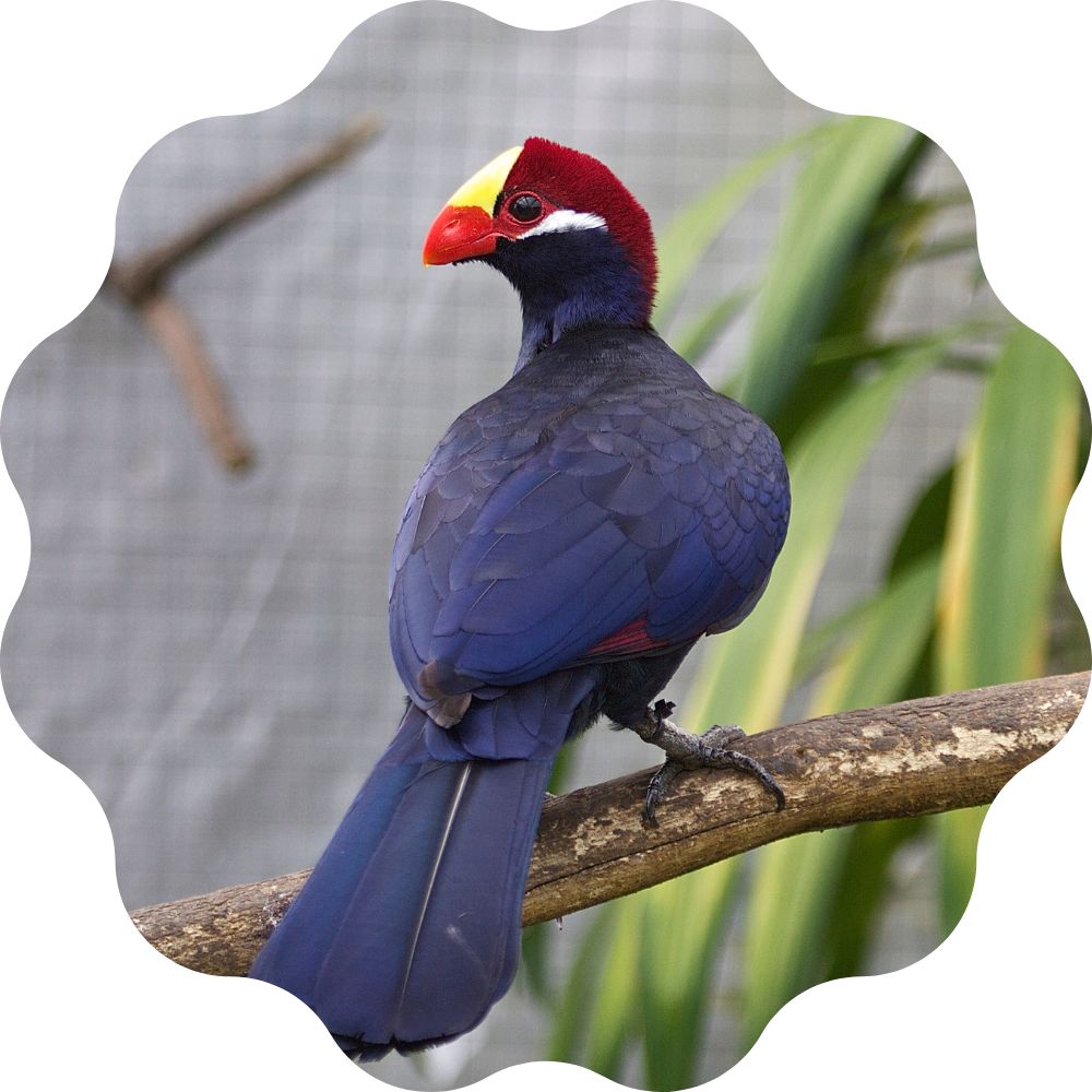 Turaco Costa Rica Turaco Violeta – Criadouro Campestre